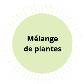 Chlorophylle (arôme de menthe) - 100 comprimés à mâcher