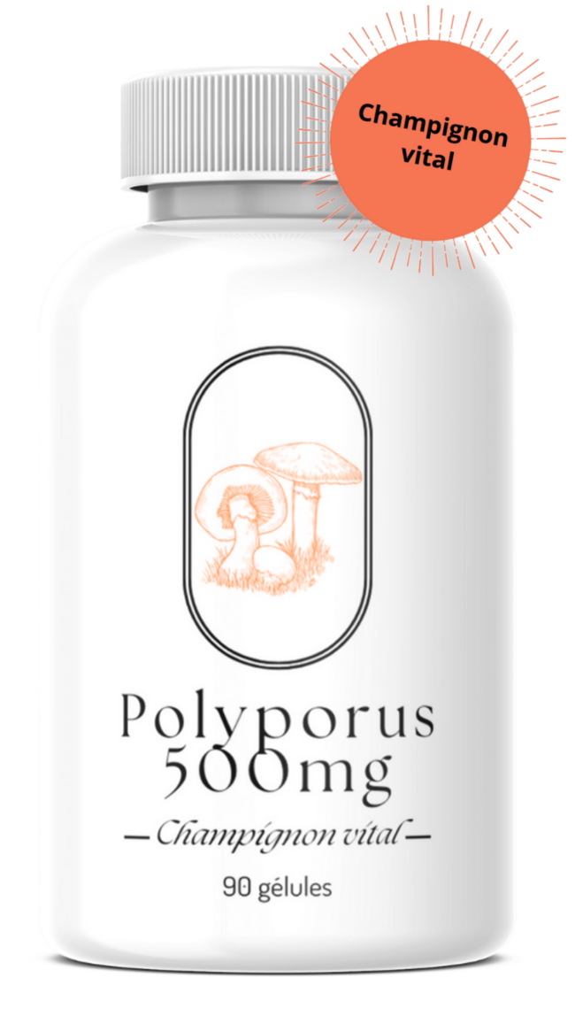 Polyporus (Polyporus umbellatus)